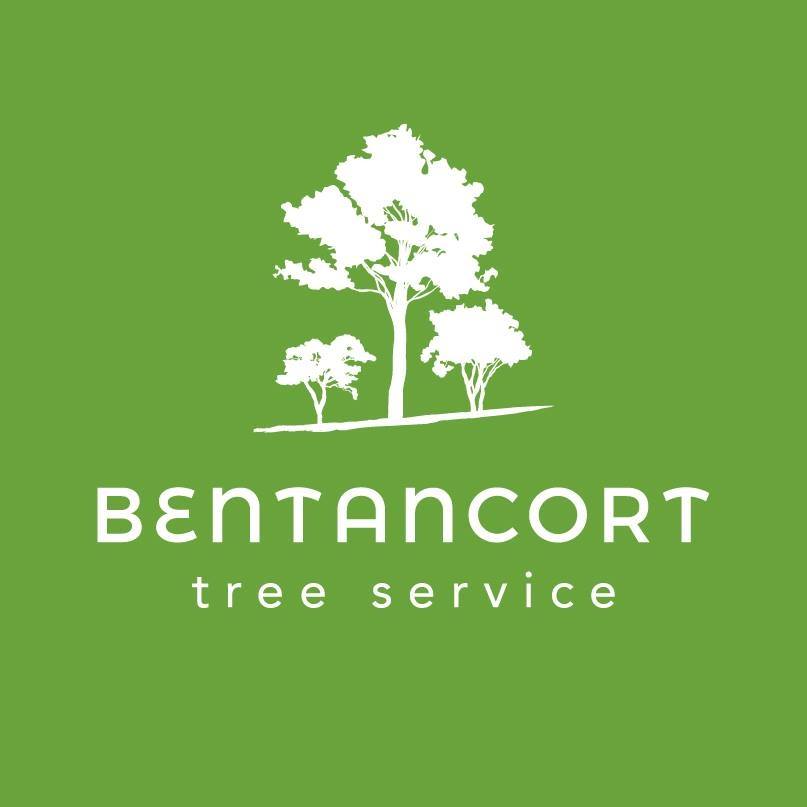 Tree Removal - Charlotte Tree Service - Bentancort Tree Service