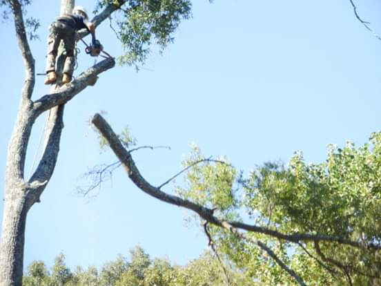 professional tree removal service charlotte