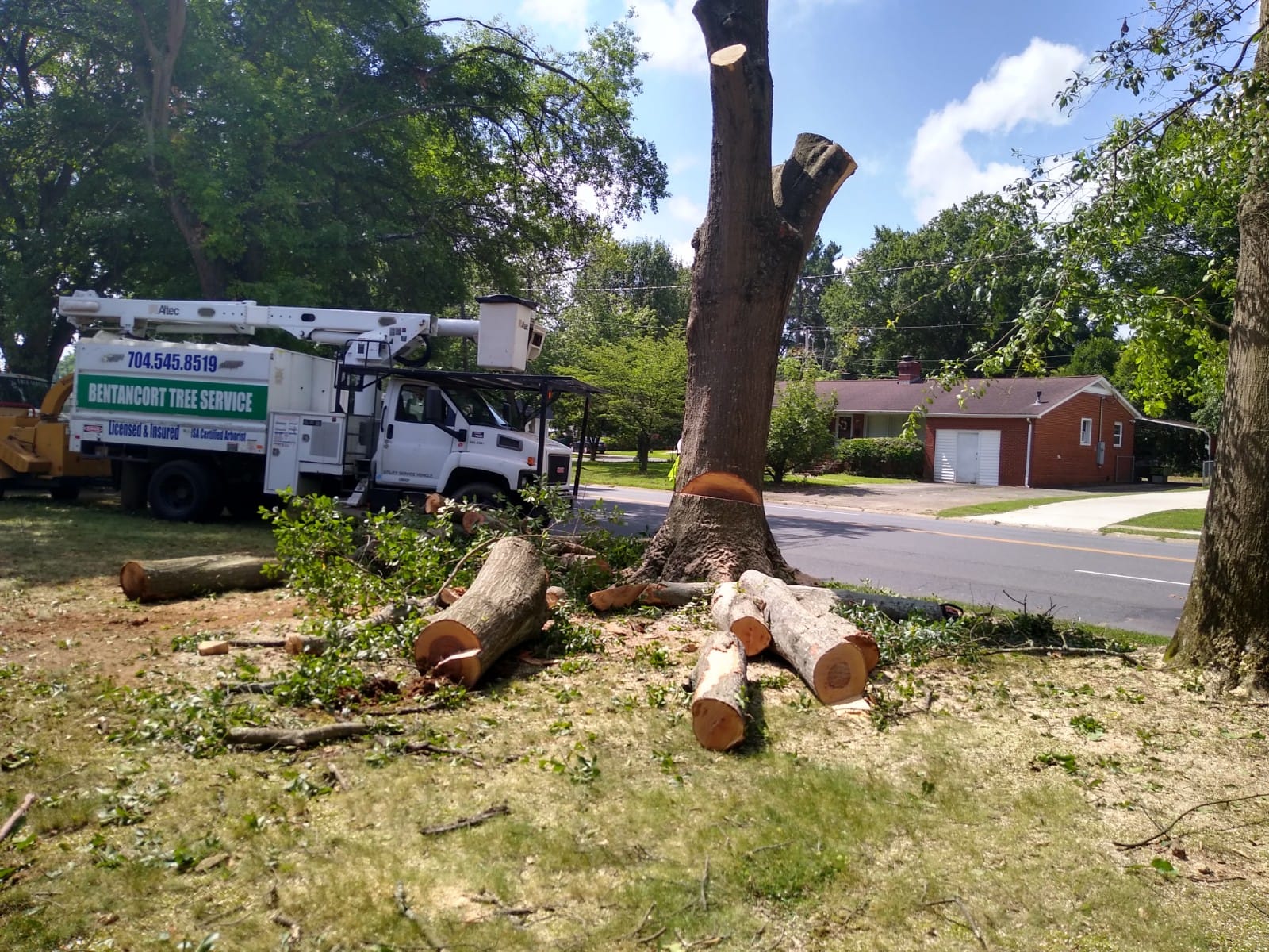tree removal in charlotte nc - bentancort tree service