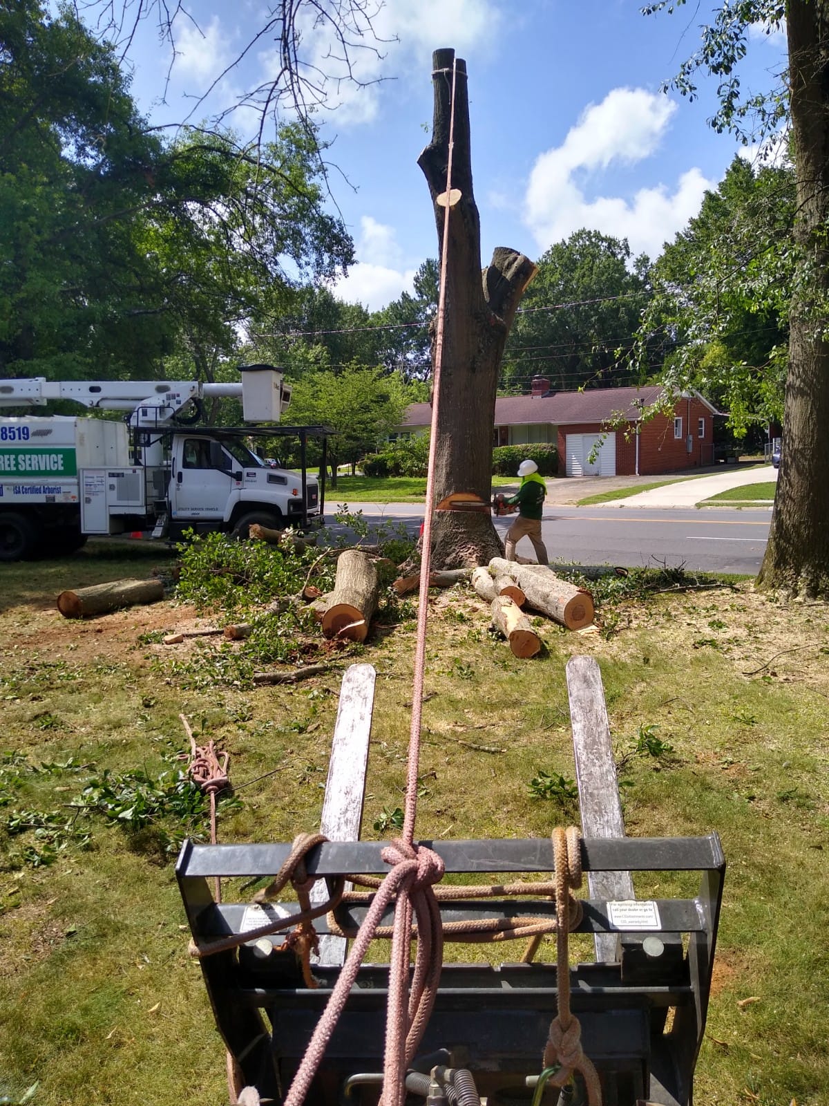 Reasons for Hiring a Professional Tree Removal Service